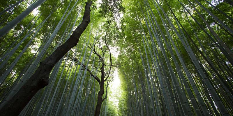 CGZJ888编程教程：K8s容器网络三巨头深度对决——Calico、Flannel与Cilium企业选型终极指南